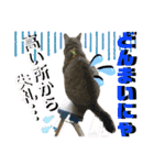 ねねこ♡⑭日常挨拶★実写猫〜かんたくん編（個別スタンプ：35）