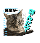 ねねこ♡⑭日常挨拶★実写猫〜かんたくん編（個別スタンプ：36）