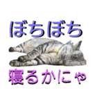 ねねこ♡⑭日常挨拶★実写猫〜かんたくん編（個別スタンプ：37）