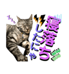 ねねこ♡⑭日常挨拶★実写猫〜かんたくん編（個別スタンプ：38）