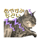 ねねこ♡⑭日常挨拶★実写猫〜かんたくん編（個別スタンプ：40）