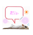 吹き出しぴょん（個別スタンプ：4）