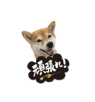 函館の女！コウ（個別スタンプ：3）