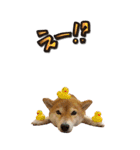 函館の女！コウ（個別スタンプ：7）