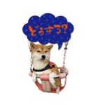 函館の女！コウ（個別スタンプ：8）
