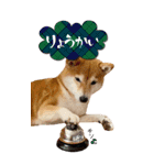 函館の女！コウ（個別スタンプ：14）