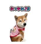 函館の女！コウ（個別スタンプ：19）