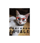 毎日やる気の子猫挨拶 日本語 モンゴル語（個別スタンプ：1）