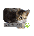 毎日やる気の子猫挨拶 日本語 モンゴル語（個別スタンプ：2）