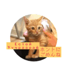 毎日やる気の子猫挨拶 日本語 モンゴル語（個別スタンプ：3）