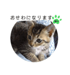 毎日やる気の子猫挨拶 日本語 モンゴル語（個別スタンプ：6）