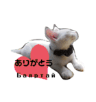 毎日やる気の子猫挨拶 日本語 モンゴル語（個別スタンプ：8）