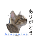 毎日やる気の子猫挨拶 日本語 モンゴル語（個別スタンプ：9）