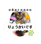 毎日やる気の子猫挨拶 日本語 モンゴル語（個別スタンプ：10）