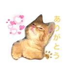 毎日やる気の子猫挨拶 日本語 モンゴル語（個別スタンプ：12）