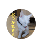 毎日やる気の子猫挨拶 日本語 モンゴル語（個別スタンプ：14）