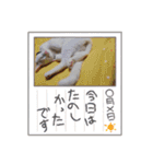 毎日やる気の子猫挨拶 日本語 モンゴル語（個別スタンプ：18）