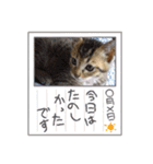 毎日やる気の子猫挨拶 日本語 モンゴル語（個別スタンプ：19）