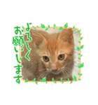 毎日やる気の子猫挨拶 日本語 モンゴル語（個別スタンプ：21）