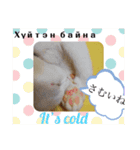 毎日やる気の子猫挨拶 日本語 モンゴル語（個別スタンプ：23）