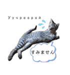 毎日やる気の子猫挨拶 日本語 モンゴル語（個別スタンプ：24）