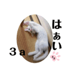 毎日やる気の子猫挨拶 日本語 モンゴル語（個別スタンプ：25）