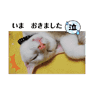 毎日やる気の子猫挨拶 日本語 モンゴル語（個別スタンプ：26）