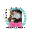毎日やる気の子猫挨拶 日本語 モンゴル語（個別スタンプ：27）