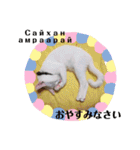 毎日やる気の子猫挨拶 日本語 モンゴル語（個別スタンプ：28）