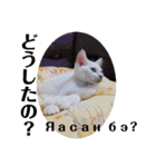毎日やる気の子猫挨拶 日本語 モンゴル語（個別スタンプ：29）