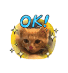 毎日やる気の子猫挨拶 日本語 モンゴル語（個別スタンプ：30）