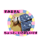 毎日やる気の子猫挨拶 日本語 モンゴル語（個別スタンプ：33）
