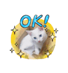 毎日やる気の子猫挨拶 日本語 モンゴル語（個別スタンプ：34）