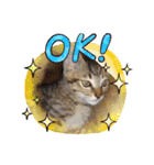 毎日やる気の子猫挨拶 日本語 モンゴル語（個別スタンプ：35）