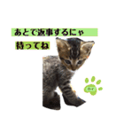 毎日やる気の子猫挨拶 日本語 モンゴル語（個別スタンプ：36）