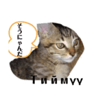 毎日やる気の子猫挨拶 日本語 モンゴル語（個別スタンプ：37）
