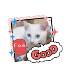 毎日やる気の子猫挨拶 日本語 モンゴル語（個別スタンプ：38）