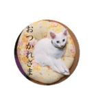 毎日やる気の子猫挨拶 日本語 モンゴル語（個別スタンプ：39）