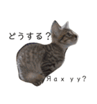 毎日やる気の子猫挨拶 日本語 モンゴル語（個別スタンプ：40）