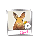 うさちゃんとLINEキャラクターたち♪（個別スタンプ：11）