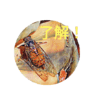 セミのつぶやきスタンプ（個別スタンプ：1）