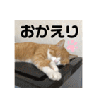 きーちゃん第2段（個別スタンプ：3）