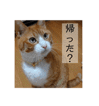 きーちゃん第2段（個別スタンプ：6）
