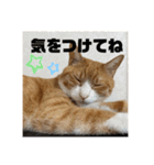 きーちゃん第2段（個別スタンプ：9）