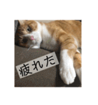 きーちゃん第2段（個別スタンプ：10）