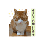 きーちゃん第2段（個別スタンプ：13）