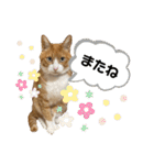 きーちゃん第2段（個別スタンプ：26）