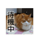 きーちゃん第2段（個別スタンプ：28）