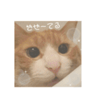 きーちゃん第2段（個別スタンプ：33）