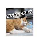 きーちゃん第2段（個別スタンプ：34）